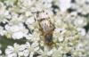 Sphenella marginata